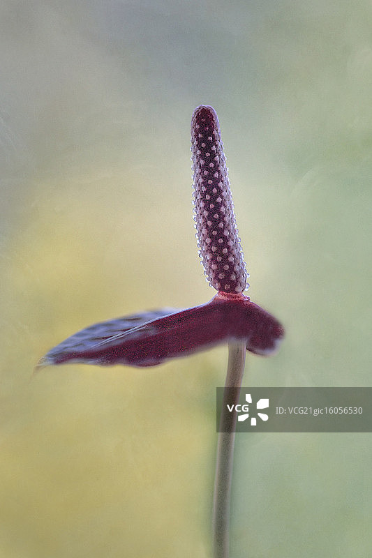 关于骄傲...图片素材