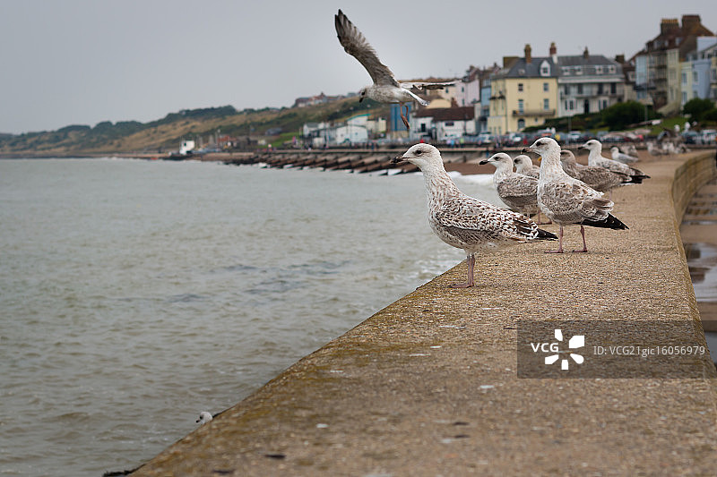 赫恩湾的海鸥图片素材