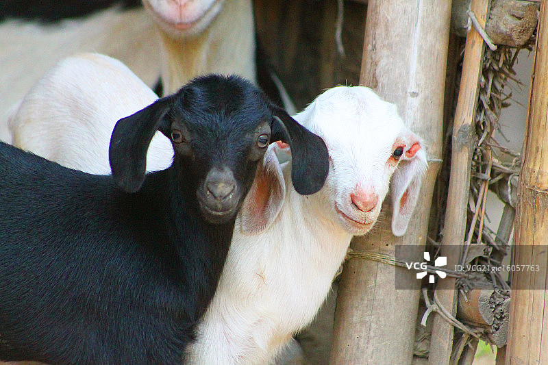 团结的家庭图片素材