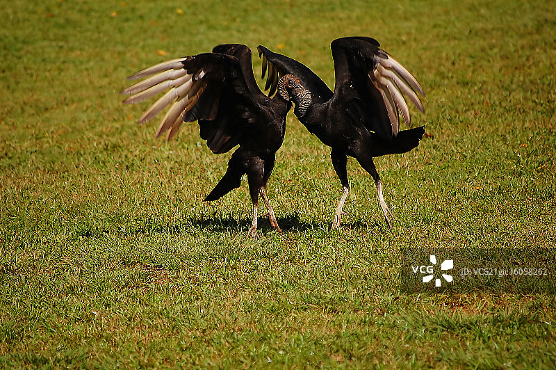 两只黑兀鹫在交配图片素材