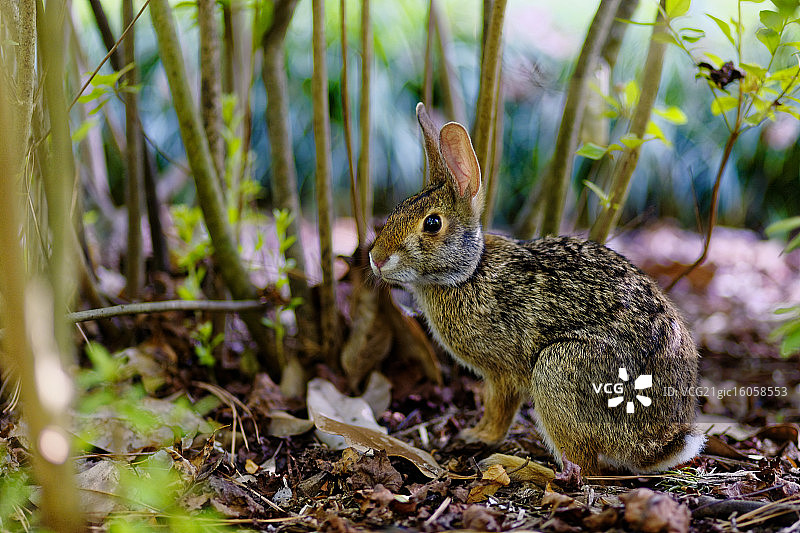 童话故事里的野兔图片素材