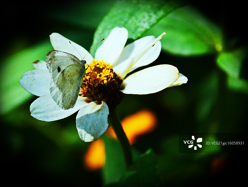 菜粉蝶图片素材