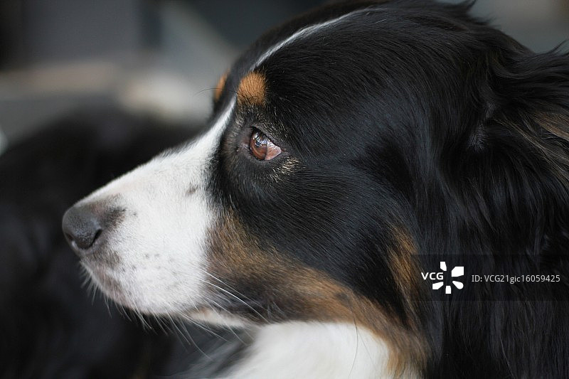 澳大利亚牧羊犬图片素材