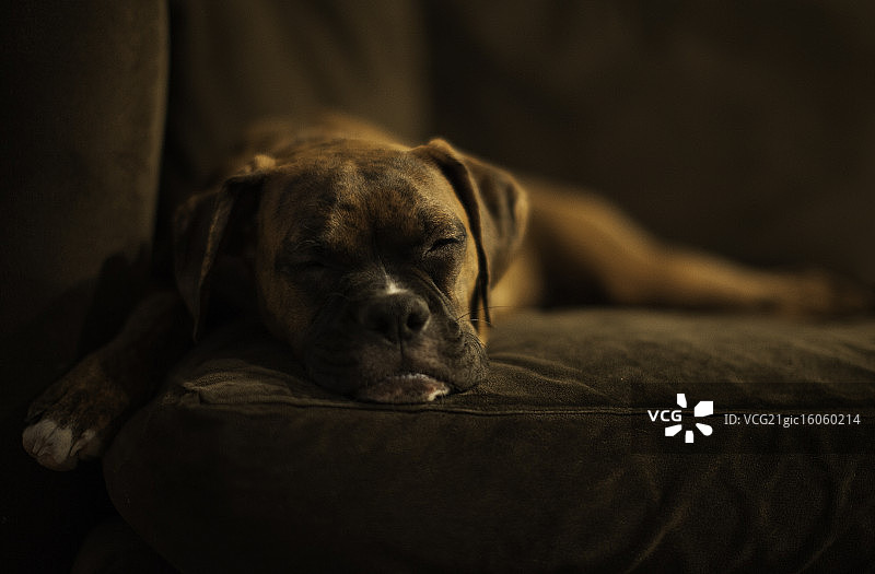 狗的一生图片素材