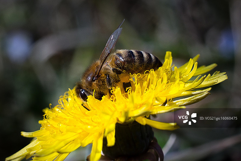 蒲公英上的蜜蜂图片素材