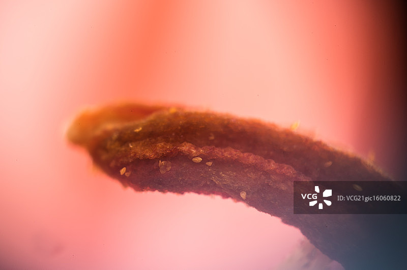 百合花柱头的超微距照片图片素材