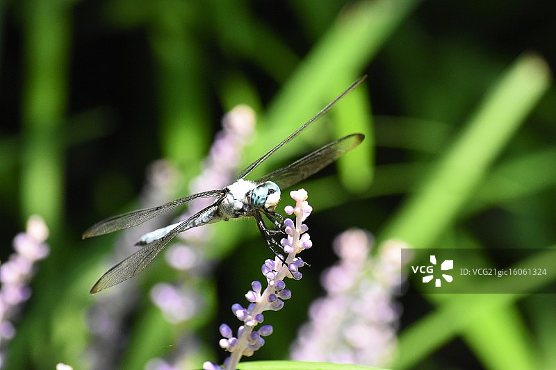 阳光下的撇沫器图片素材