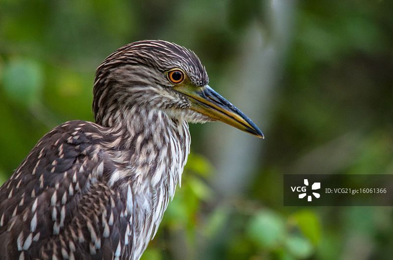 黑冠夜鹭图片素材
