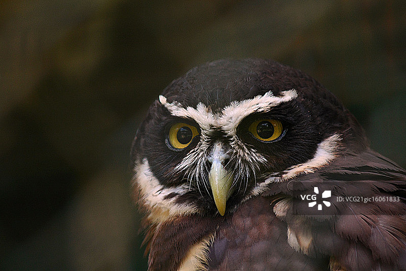 弗里达·卡罗的眉毛图片素材