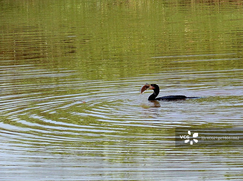 普通秋沙鸭图片素材