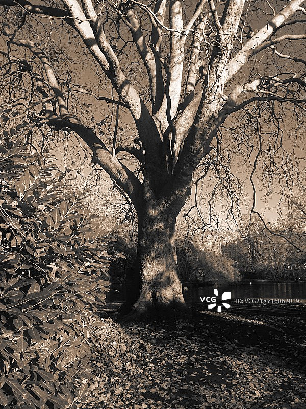 圣詹姆斯公园图片素材