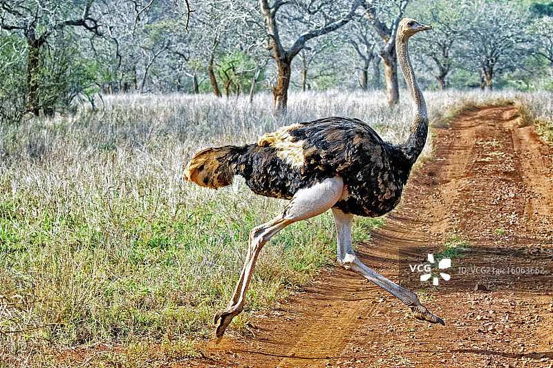 鸵鸟为什么要过马路图片素材
