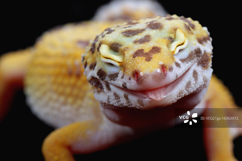 豹纹守宫图片素材