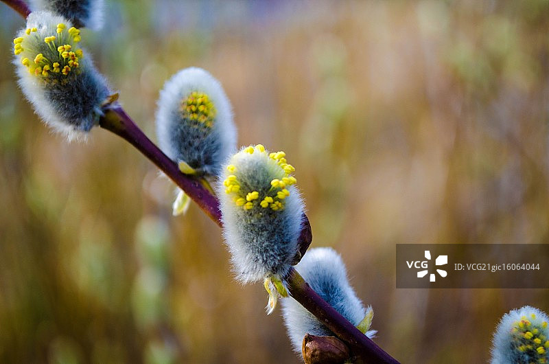 毛茸茸的柔荑花序图片素材