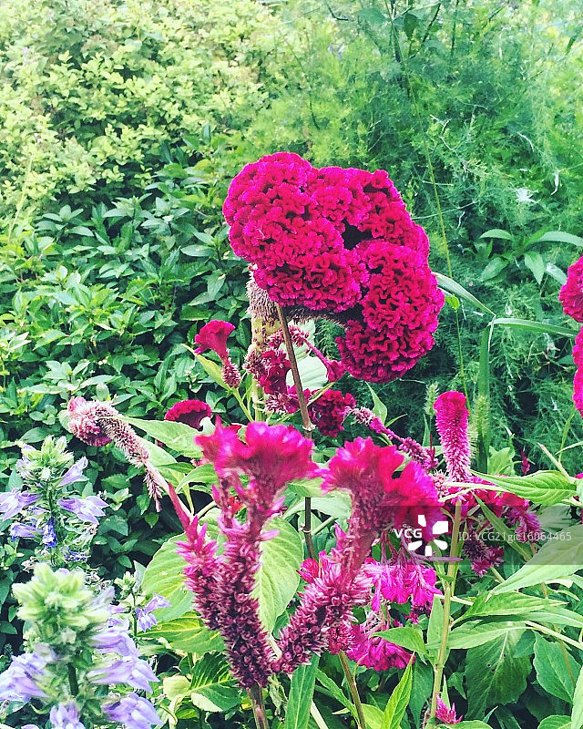 劳雷尔伍德植物园特写图片素材