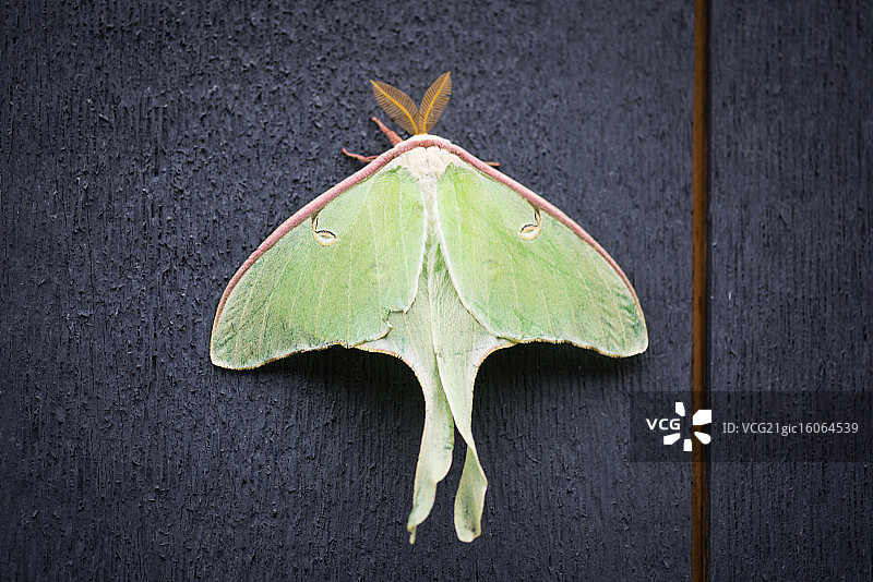 月神蛾图片素材