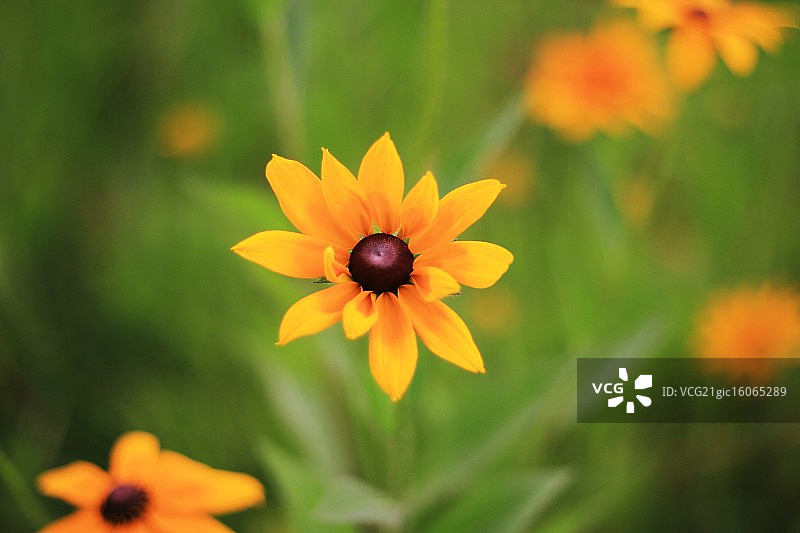 紫锥花图片素材