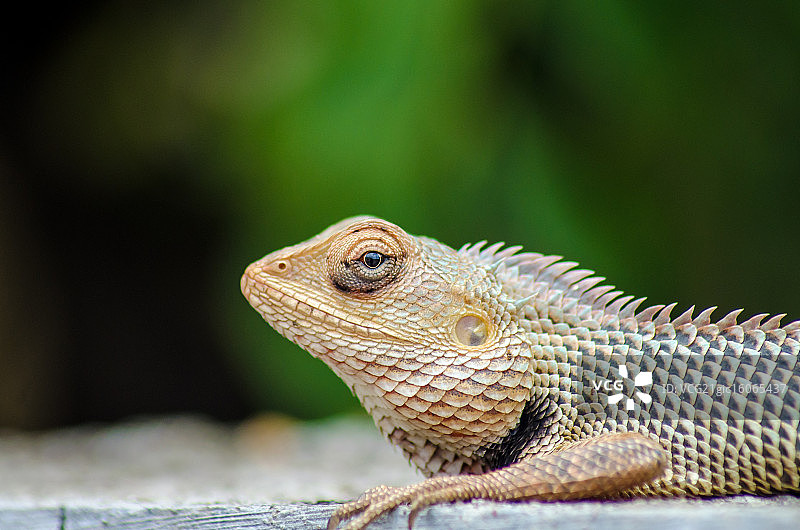 花园蜥蜴！图片素材