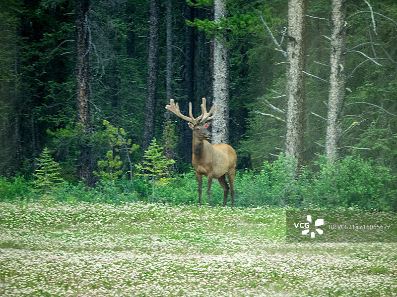 加拿大马鹿图片素材