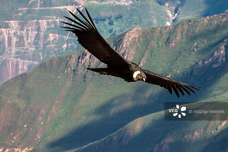 飞越科尔卡峡谷的秃鹰图片素材
