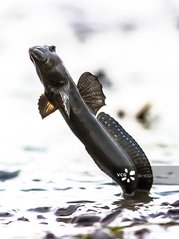飞翔的弹涂鱼图片素材