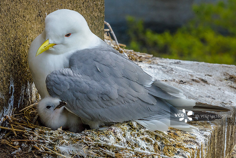 纽卡斯尔的Kittiwake鸟图片素材