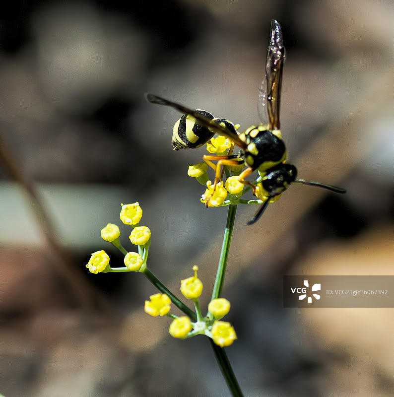 黄蜂进食图片素材