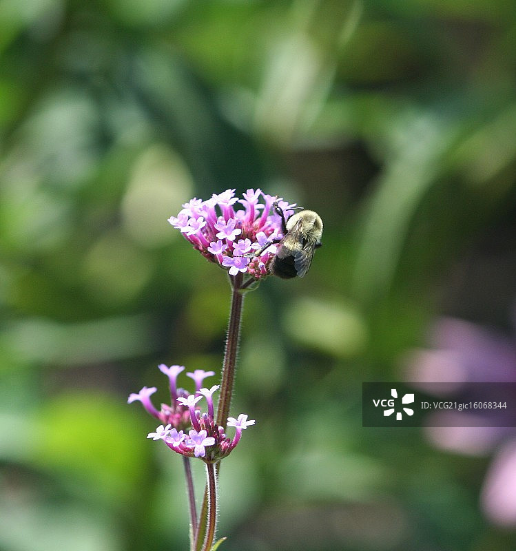老韦斯特伯里花园图片素材