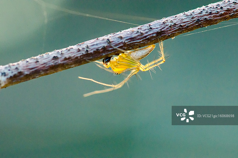 猞猁蜘蛛的阳光图片素材
