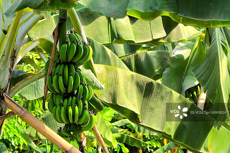 选我！图片素材