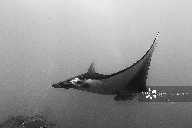 黑白蝠鲼图片素材