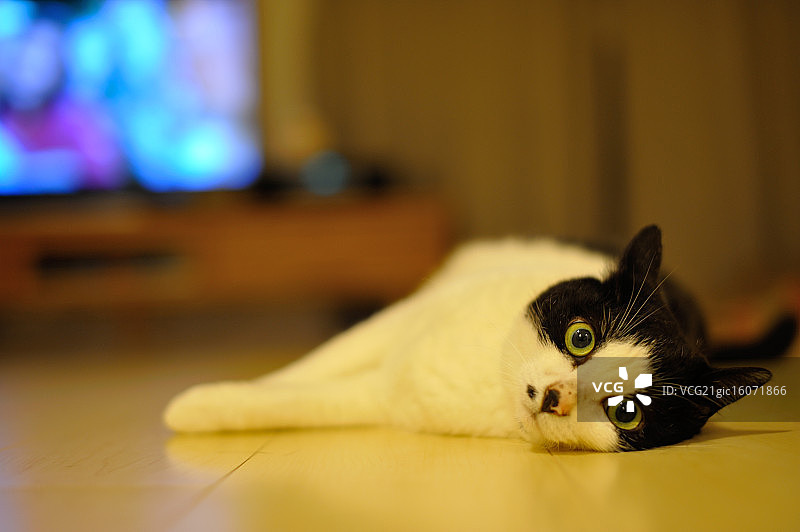 东京猫图片素材