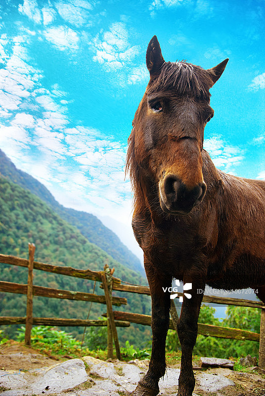 红色的马图片素材