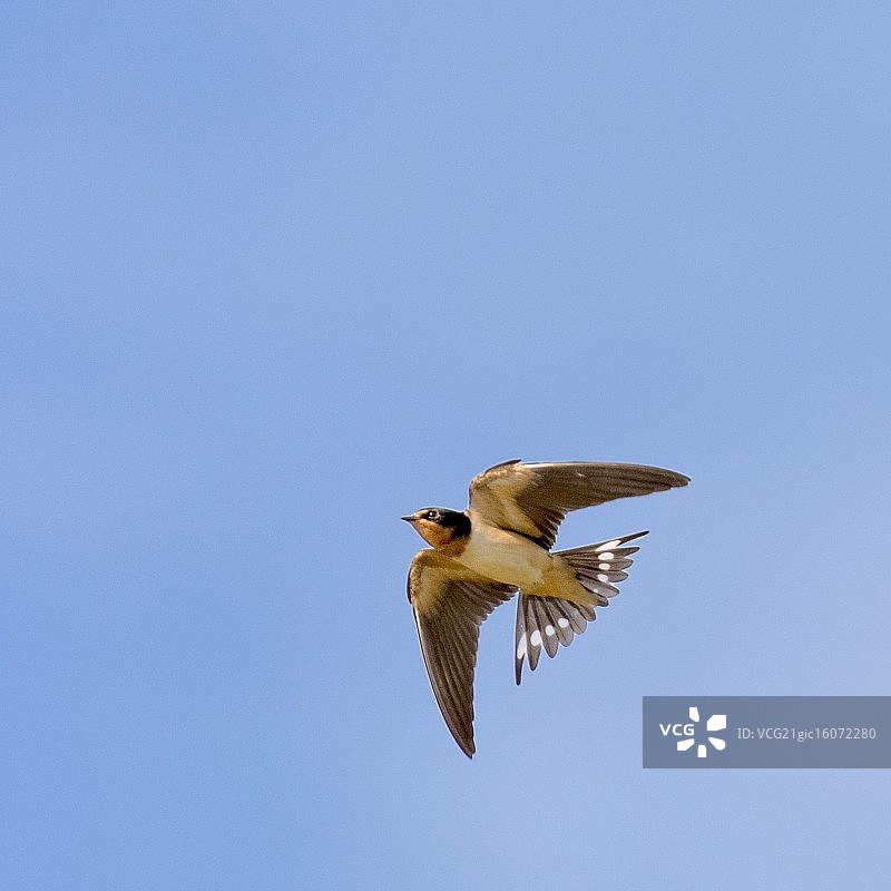 谷仓燕子图片素材