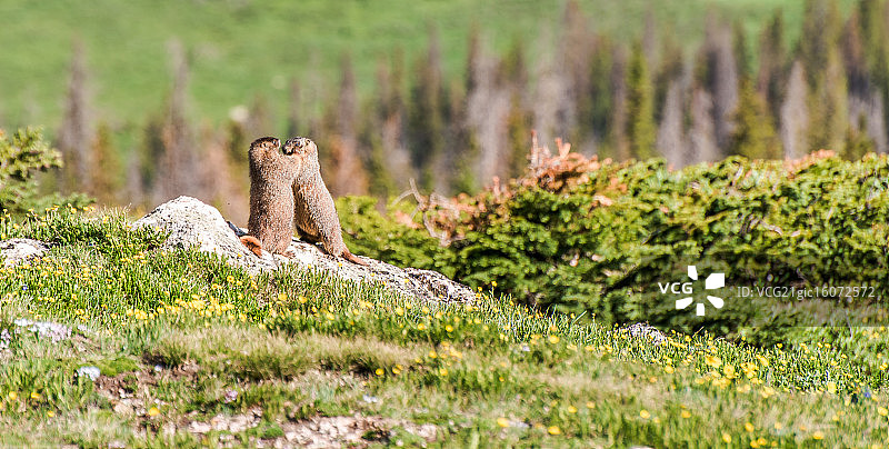 阳光下的旱獭嬉戏图片素材