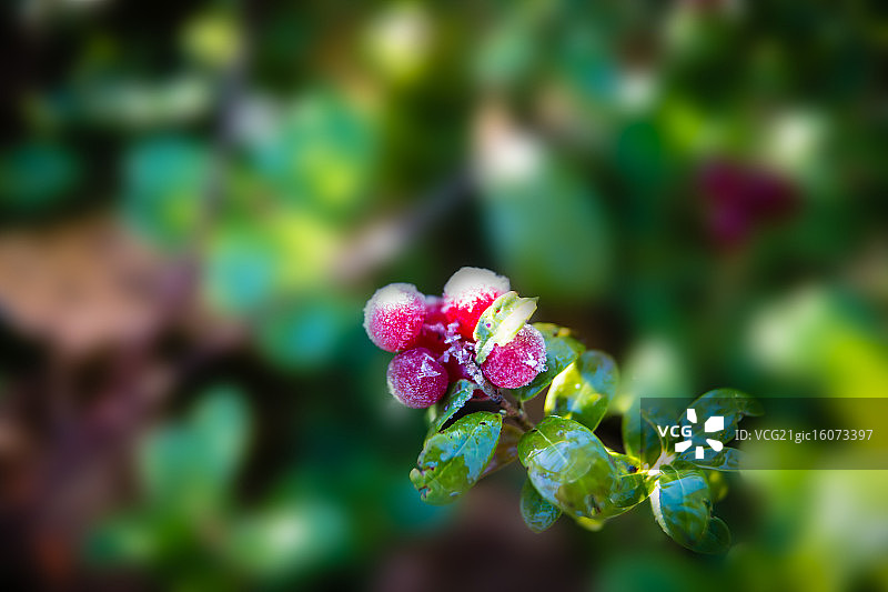 冰冻越橘图片素材