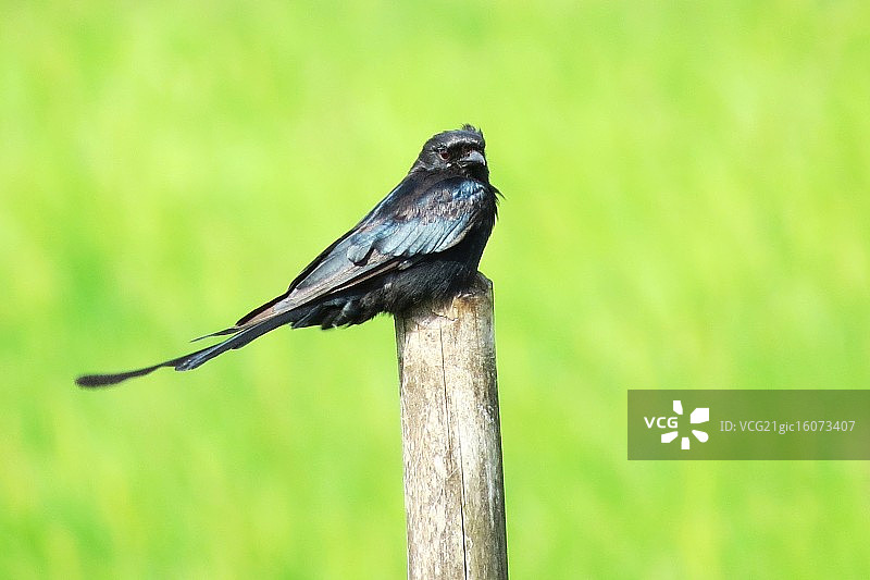 黑卷尾图片素材