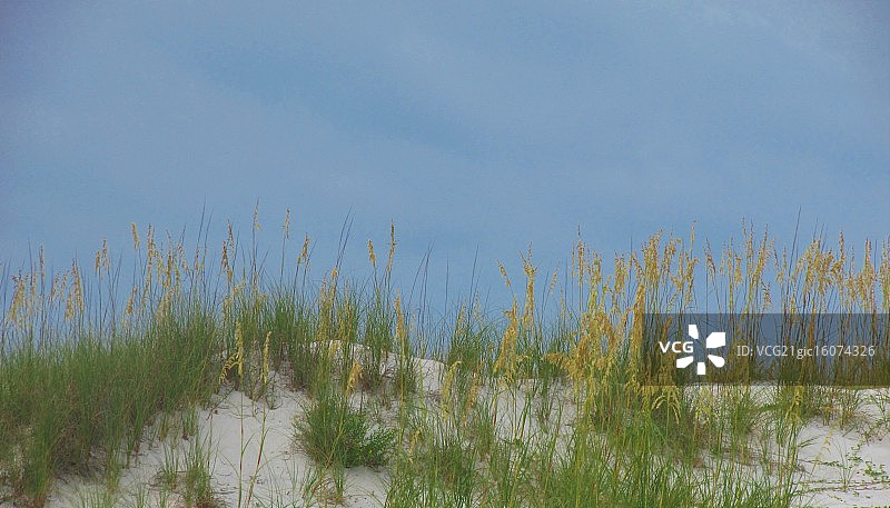 海燕麦图片素材