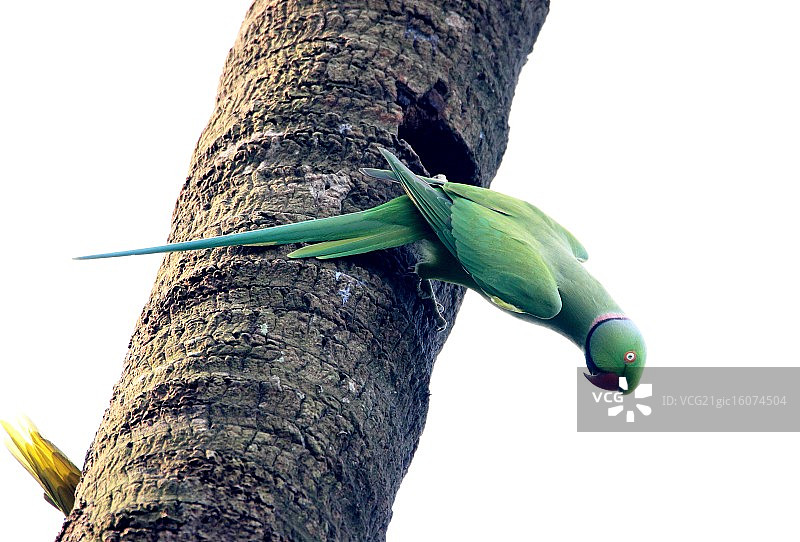 环颈鹦鹉图片素材
