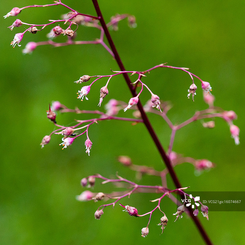 珊瑚钟图片素材