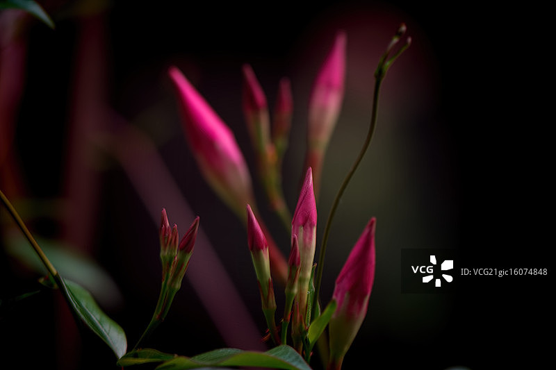 梅德维尔之梦图片素材