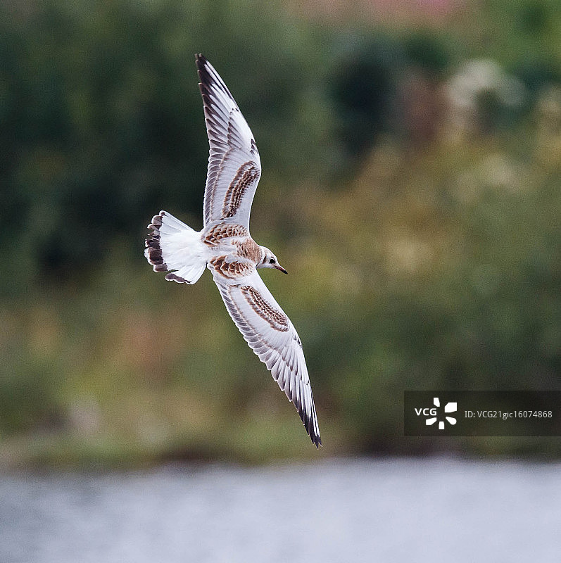 红嘴鸥图片素材