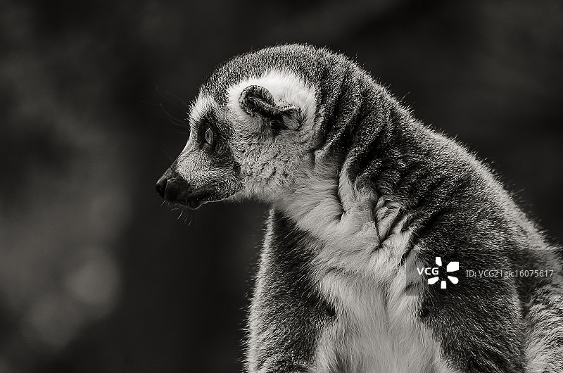 狐猴侧面照图片素材