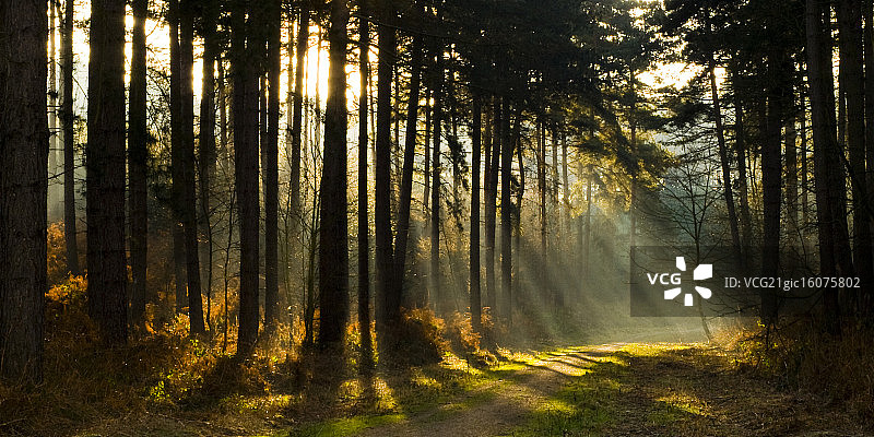 舍伍德森林图片素材