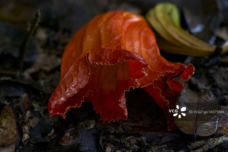 非洲郁金香图片素材