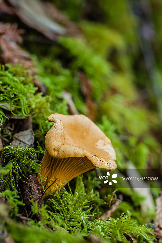 鸡油菌图片素材