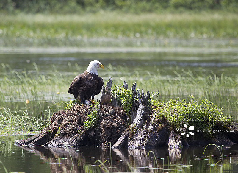 白头海雕与北方梭子鱼图片素材