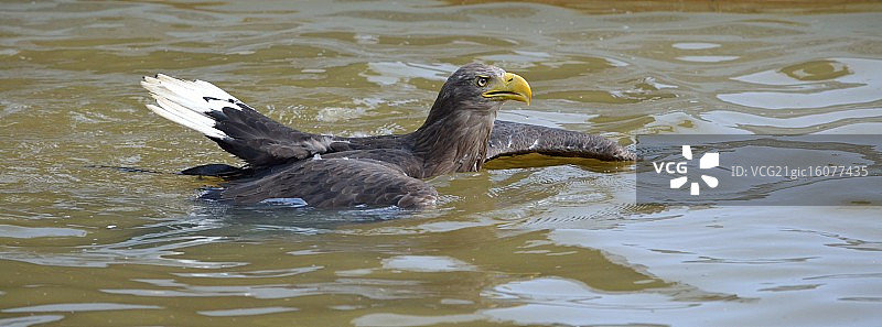 白尾鹰图片素材