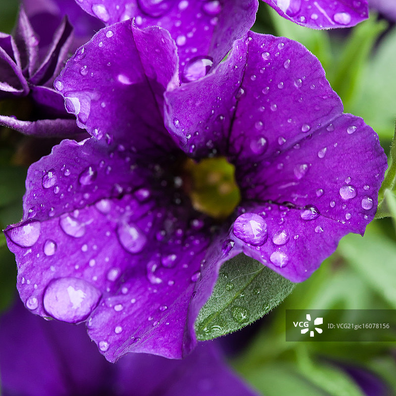 舞春花图片素材