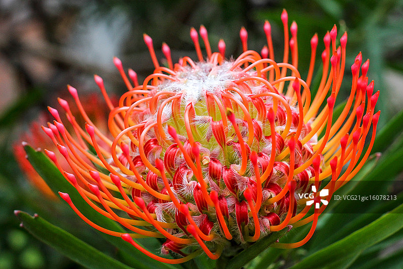 针垫之美图片素材